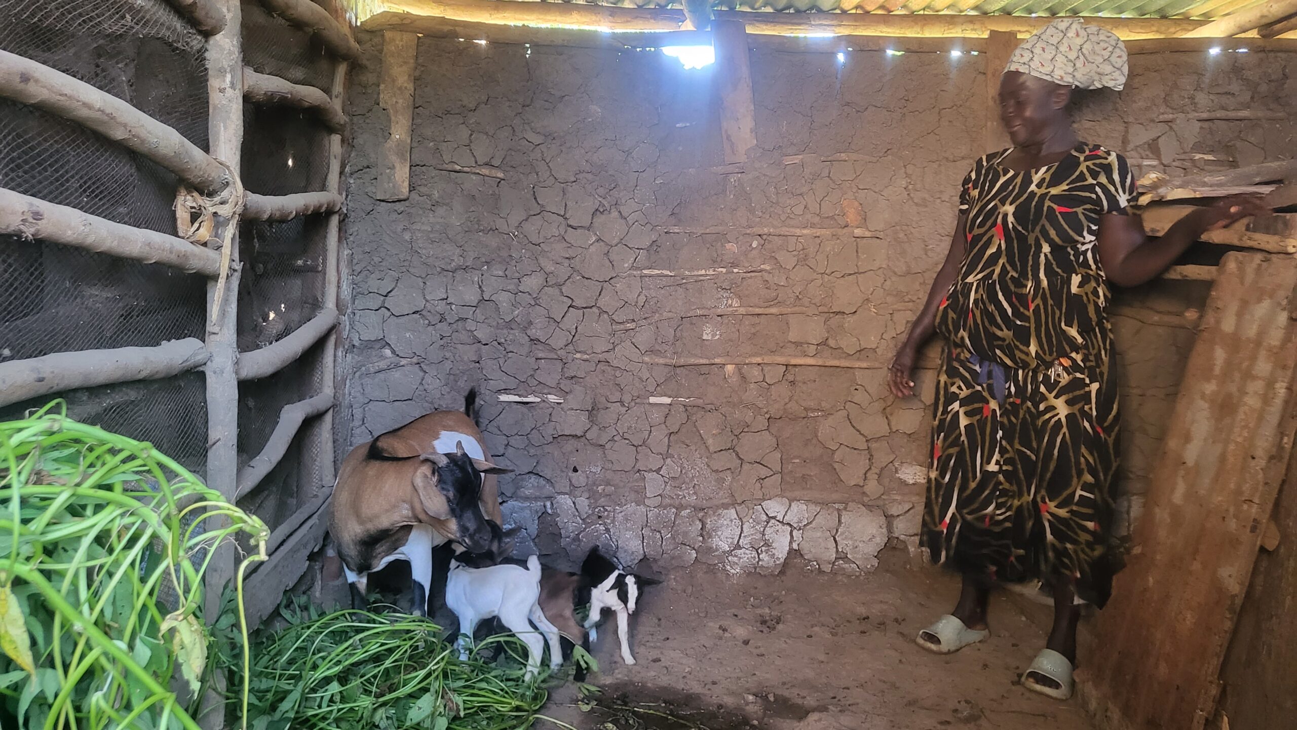 Wide shot of the maize plantation showing its full extent
