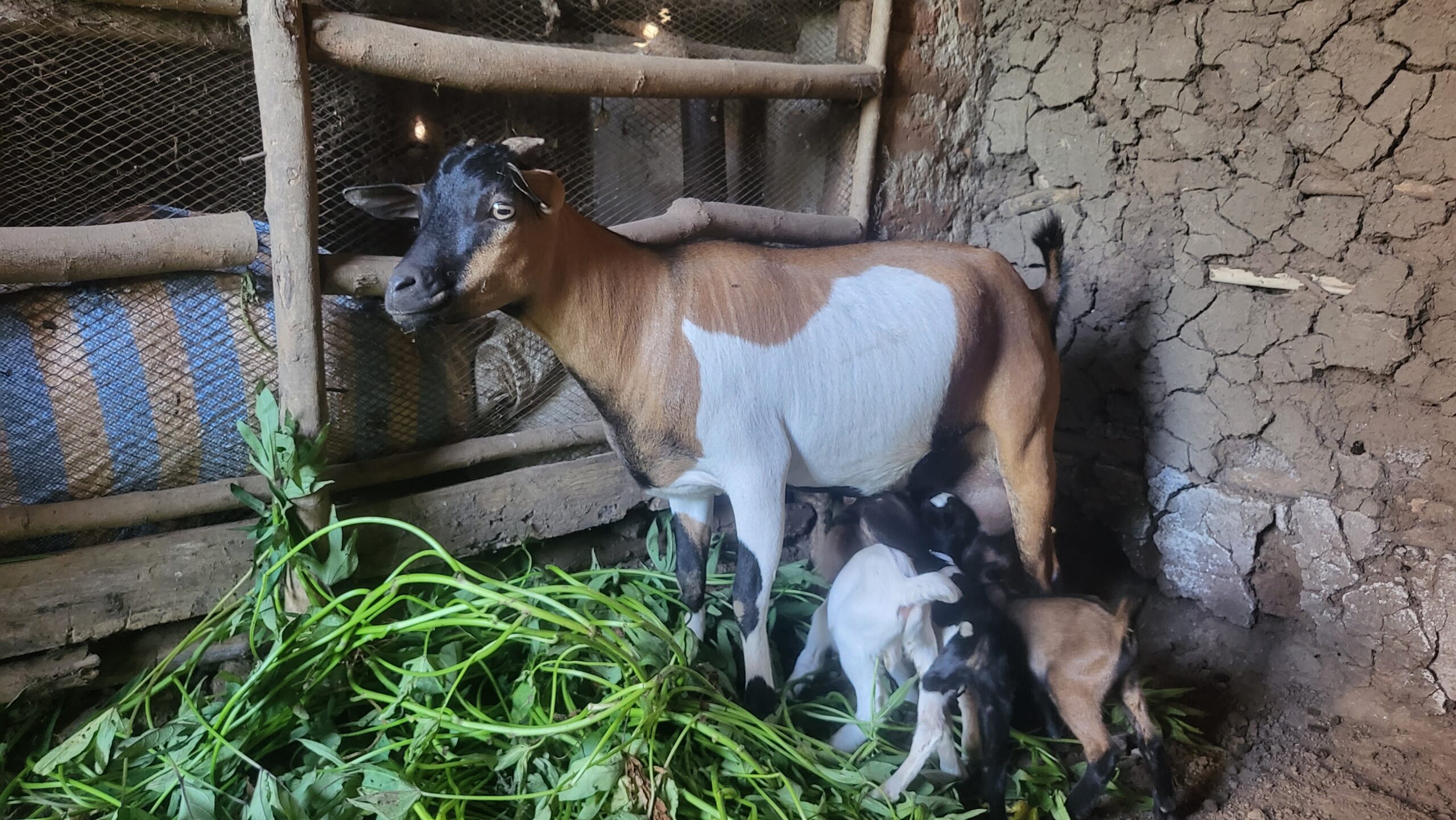 Akuku Mary's nanny goat nursing her young kids inside the goat pen