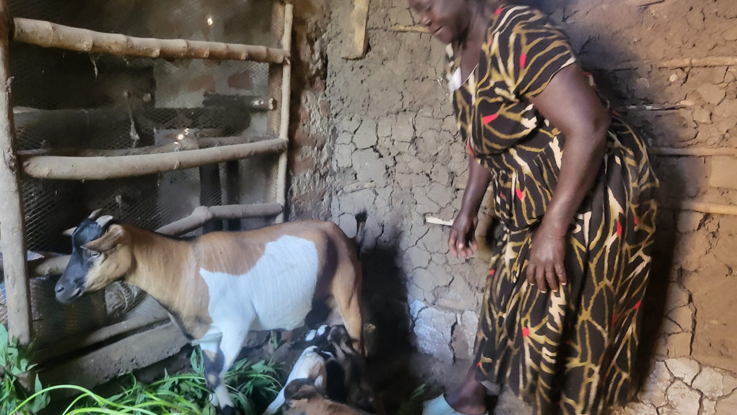 Akuku Mary inside her goat pen showing the animals to the FFYIA team