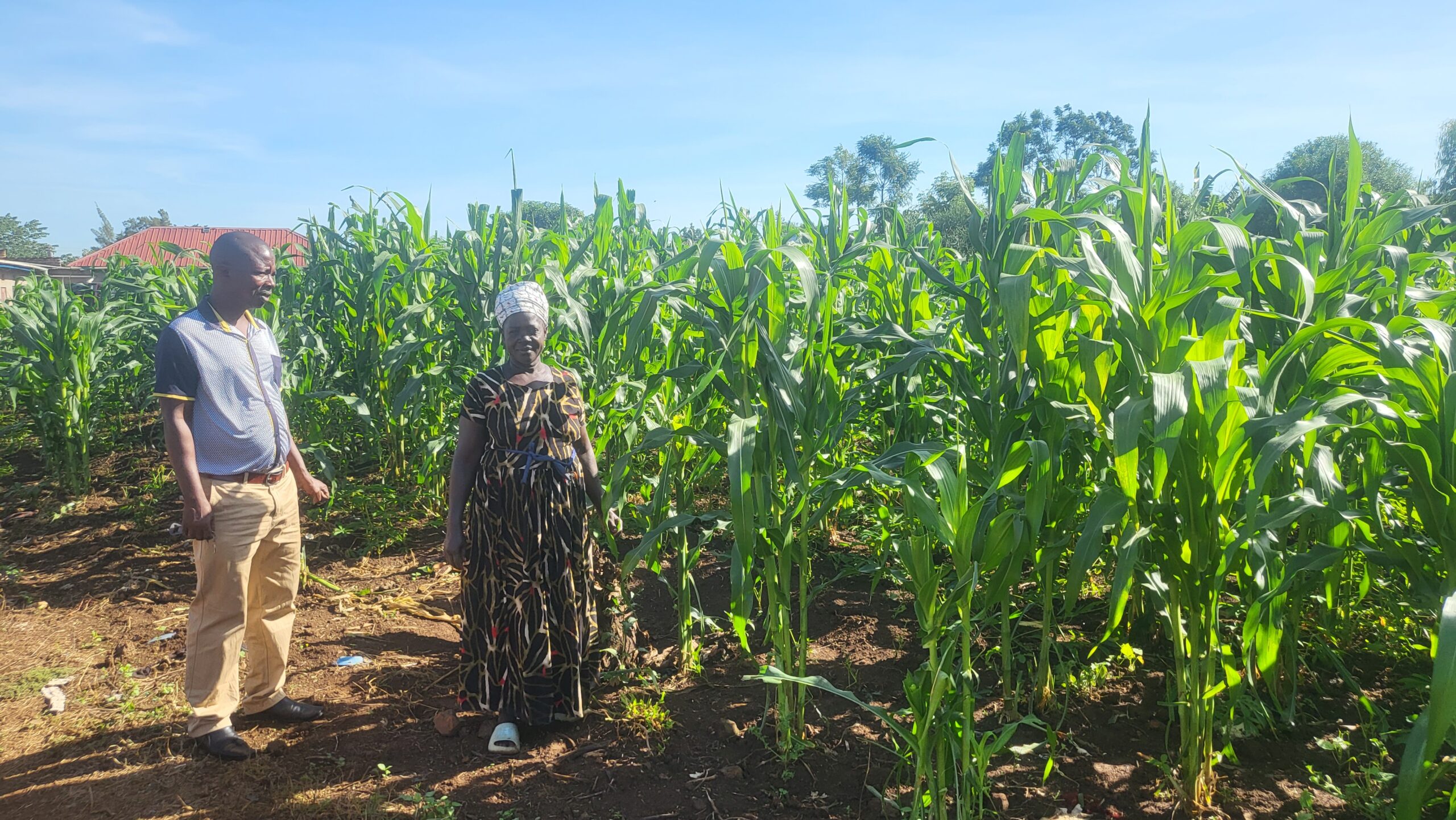 Akuku Mary and Osuti Livingstone standing beside her maize plantation in Bugiri District