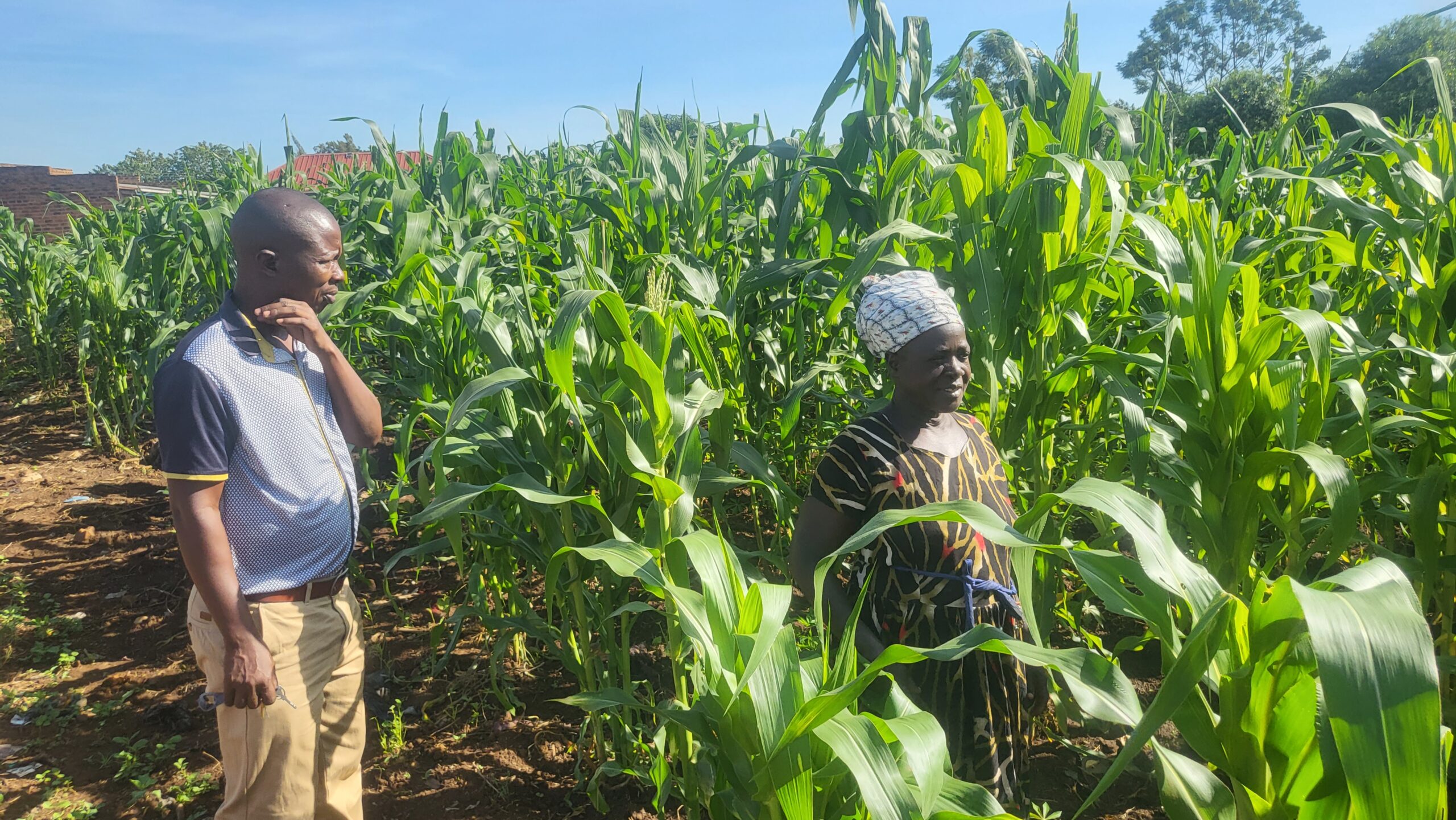 Close view of Akuku Mary's maize crop showing healthy growth