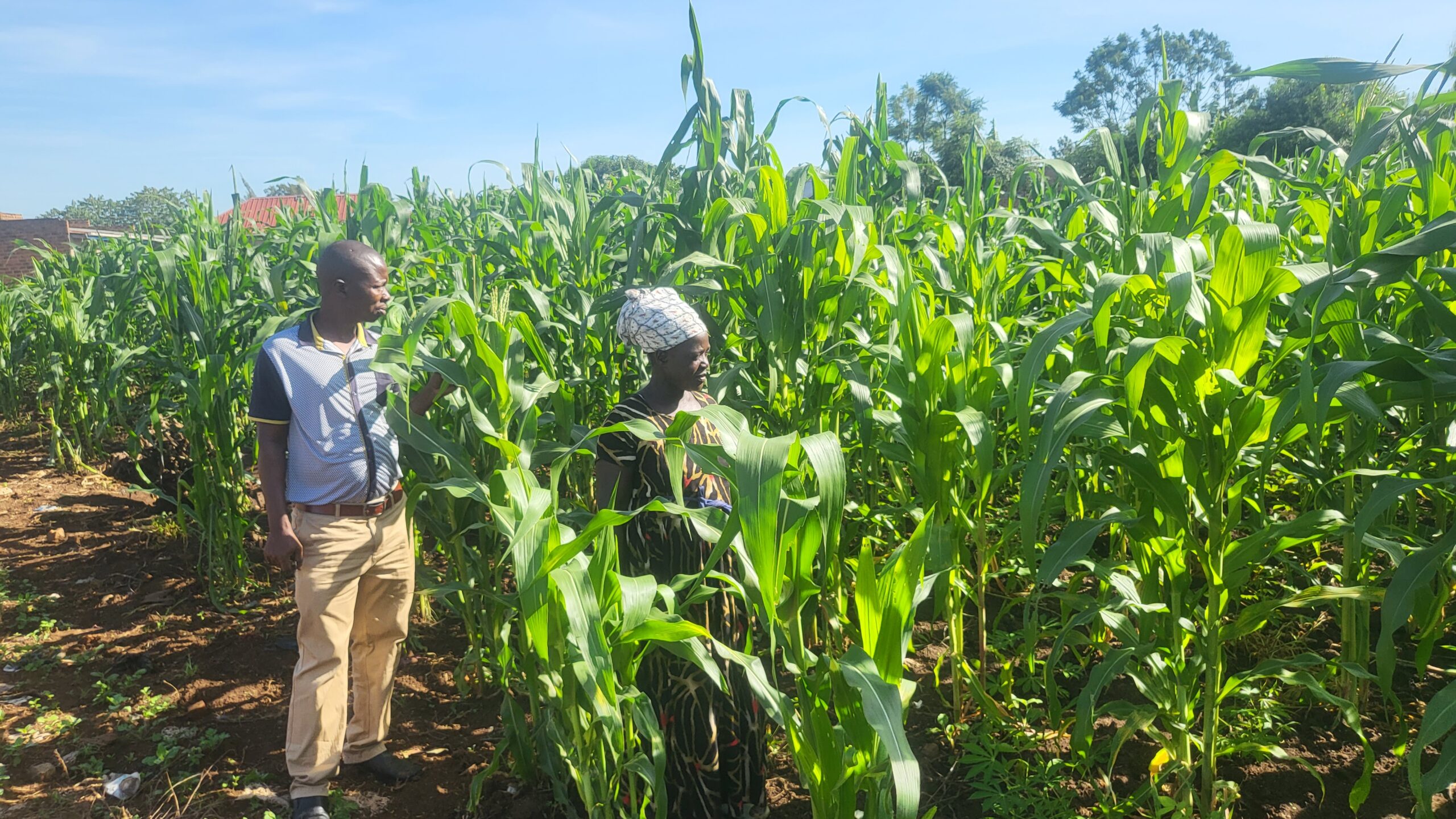 Akuku Mary gesturing at the maize plantation during the FFYIA field visit